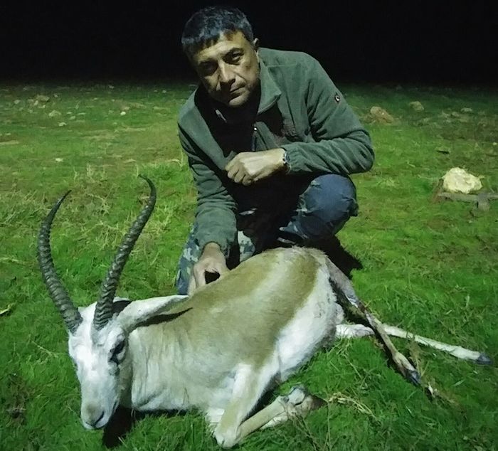 3- gursel-gazelle-1