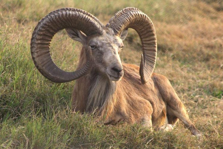 BLANDFORD-URIAL-1