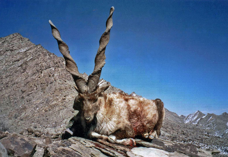 Markhor Conservation Safeguarding Pakistan s Majestic National Animal 