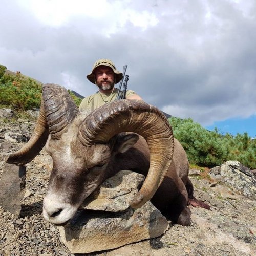 yakut sheep-6 15 years old